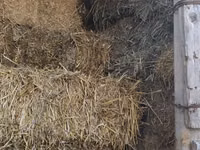 Vând nutreț pentru animale . — 4-rasm