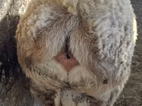 Widder, Hissar sheep — Foto 3