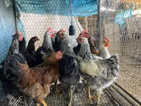 Chickens — Foto 2