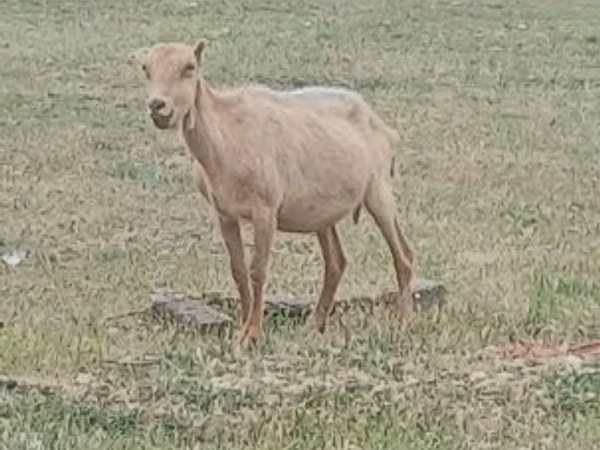 تيس, Alpine goat