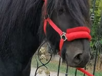 حصان, Fell pony — الصورة 1