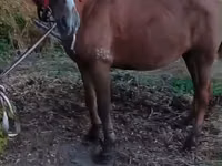 Horse (M), Horses — photo 4