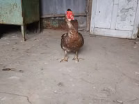 үйрек тұқымды мускус тауық — 4-сурет