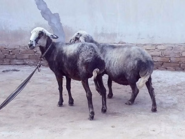 نعجة, الأغنام