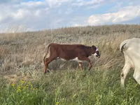 गाय, Latvian Blue cattle — फ़ोटो 2