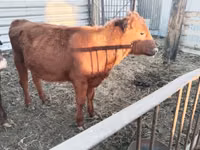 母牛, Cattle — 照片 1