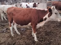 Kuh, Swiss cattle — Foto 2