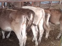 Kuh, Simmental cattle — Foto 7