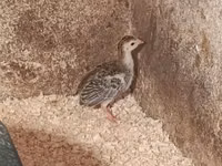 Guinea fowl — الصورة 3