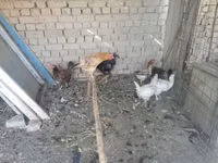 Chickens — الصورة 3