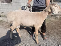 Қошқар, Arashan sheep — 1-сурет