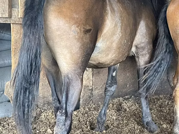 Stute, Horse breed
