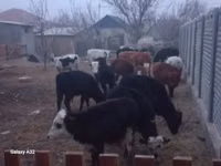 公牛, Cattle — 照片 1