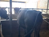 公牛, Cattle — 照片 2