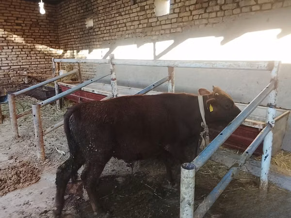 Toro, Ganado vacuno