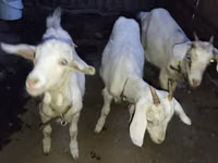 Ziegenbock, Ziegen — Foto 2