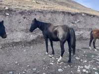 Mare, Russian Don — photo 6
