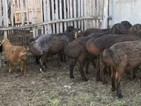 Widder, Hissar sheep — Foto 6