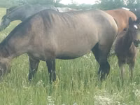 Stute, Kazakh horse — Foto 2