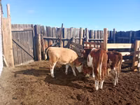 Bulle, Simmental cattle — Foto 2