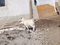 تيس, Saanen goat — الصورة 1