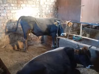 公牛, Simmental cattle — 照片 3