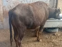 بقرة, الجاموس الأفريقي — الصورة 3