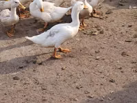 American Pekin — Foto 1