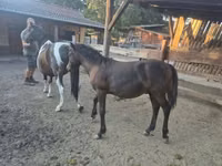 Hengst, Welsh Cob — Foto 5