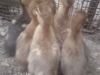 Ducks — फ़ोटो 2