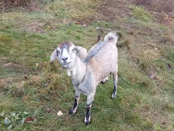 母山羊, Goats