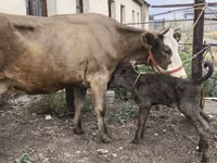 Kuh, Simmental cattle — Foto 2