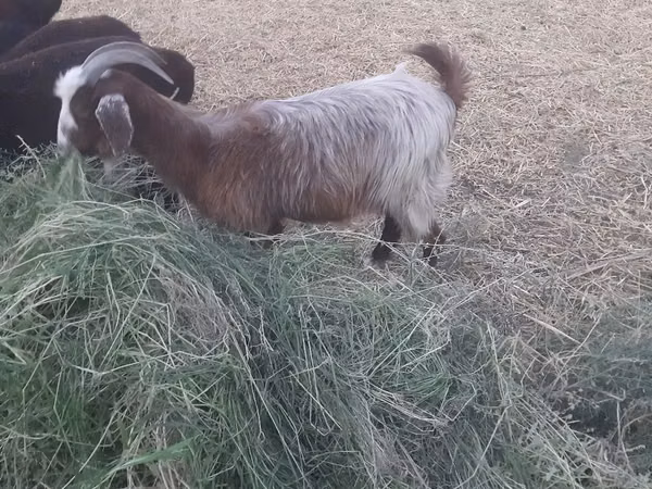 Ziege, Alpine goat