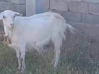 母山羊, Saanen goat — 照片 4
