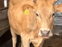母牛, Swiss cattle — 照片 1