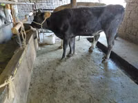 Kuh, Russian Black pied cattle — Foto 4