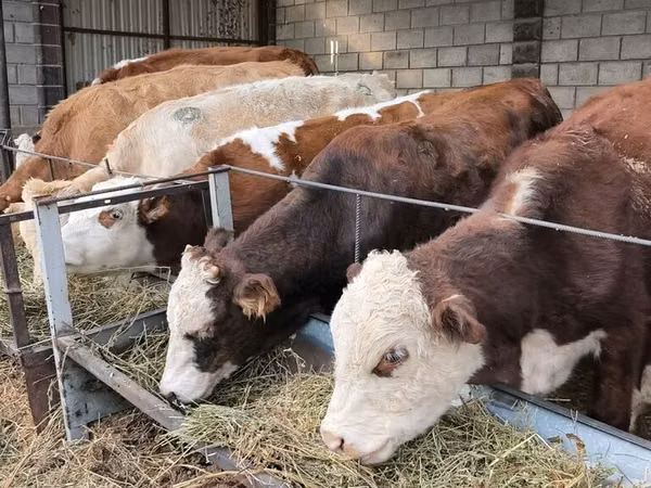 Букачар, Абердин – ангус тукуму