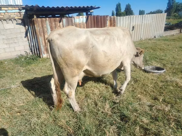 Сиыр, Simmental cattle