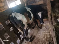 गाय, Russian Black pied cattle — फ़ोटो 6