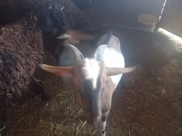 Ziegenbock, Nubian Goat