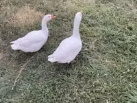 Geese — Foto 2