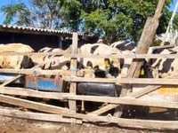 Bulle, Russian Black pied cattle — Foto 2