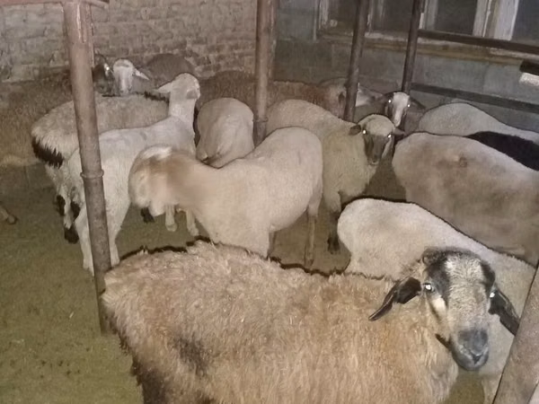 كبش, الأغنام — كازاخستان
