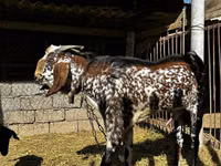 Ziegenbock, Beetal goats — Foto 1