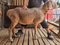 Қой, Arashan sheep — 1-сурет