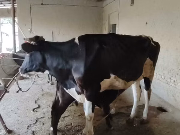 गाय, एबरडीन - एंगस — उज़्बेकिस्तान
