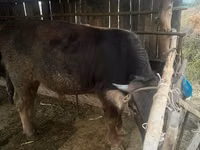 Buqa, Swiss cattle — 8-rasm