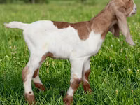 تيس, Kamori goats — الصورة 3
