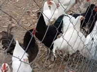 Australian Pit Game fowl — Foto 1