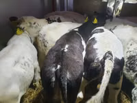 Bovinos (lote, sexo no especificado), Russian Black pied cattle — foto 3
